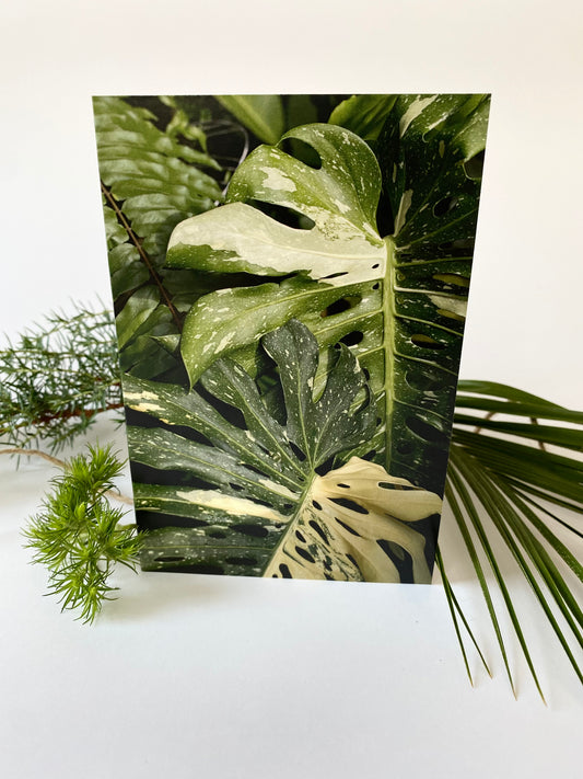 Apsveikuma kartīte - Monstera